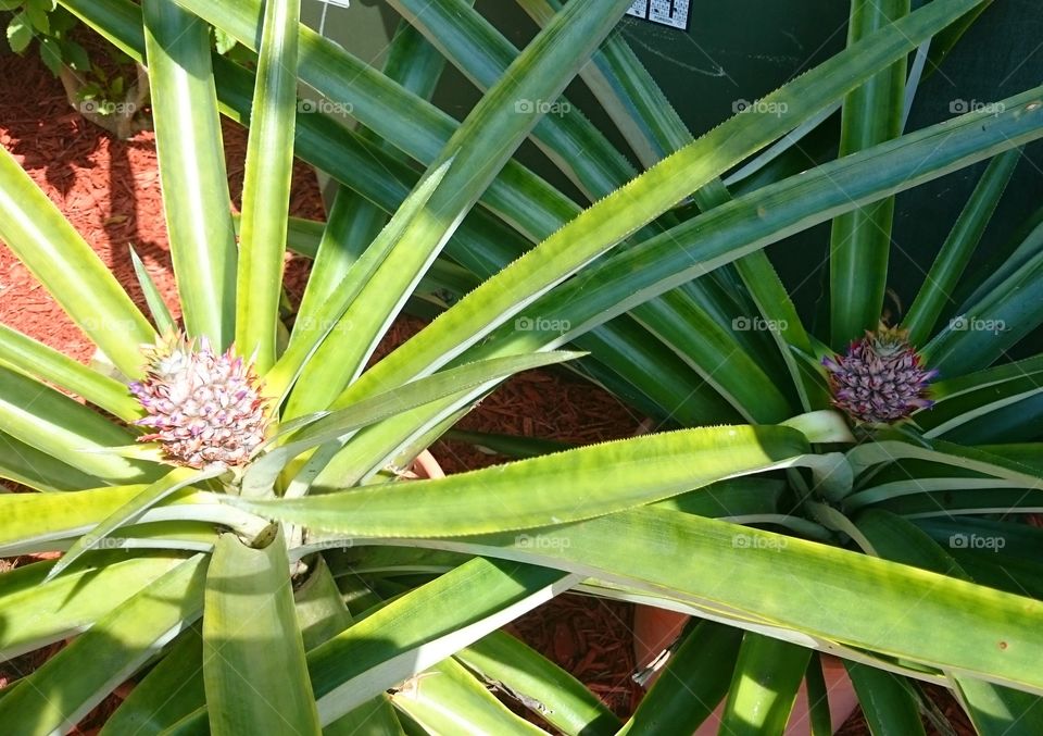 pineapples plants home grown