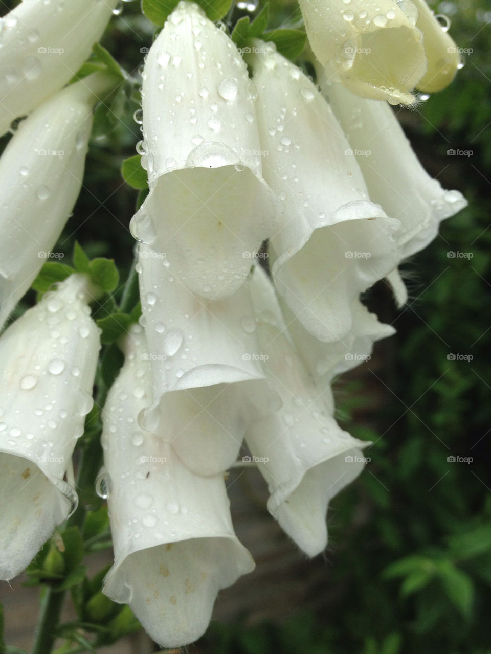 white wet droplets foxglove by gsplan