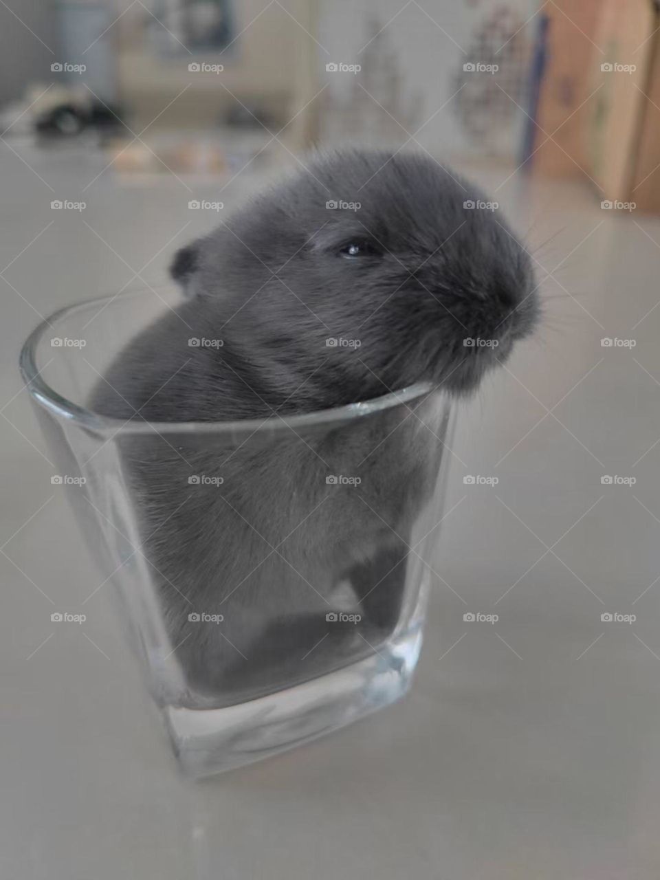 Hahaha, Cute Cup rabbit .