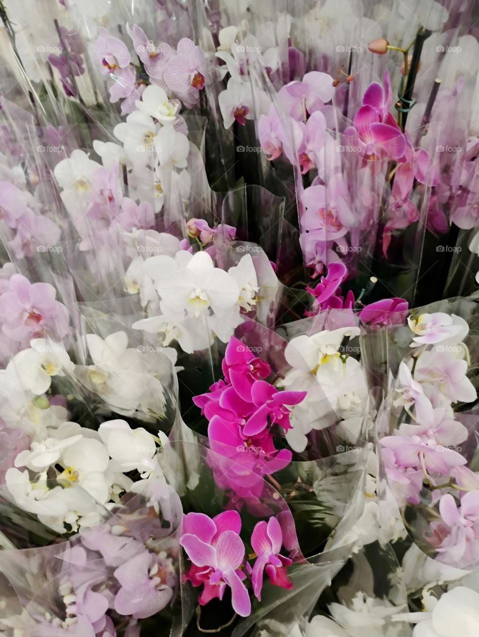 As orquídeas são famosas por terem cores, formas e tamanhos de flores variadas, normalmente diferente de outras plantas na natureza; e algumas contém até formas únicas...