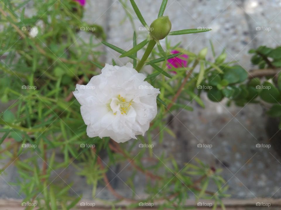 white flower seasonal fresh shurb small size looks very beautiful generally found everywhere