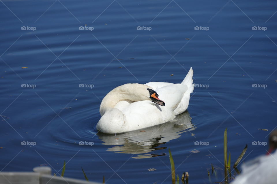 Swan