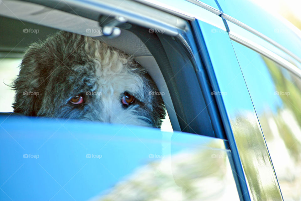 Labradoodle in car window, looking at the camera