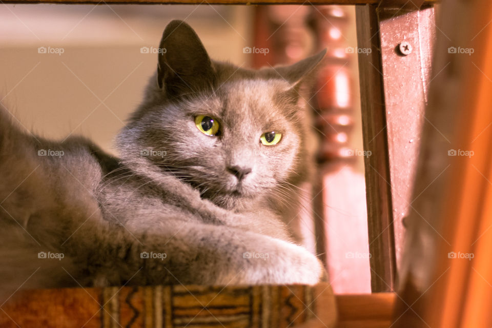 Fluffy cat laying down on the stairs 