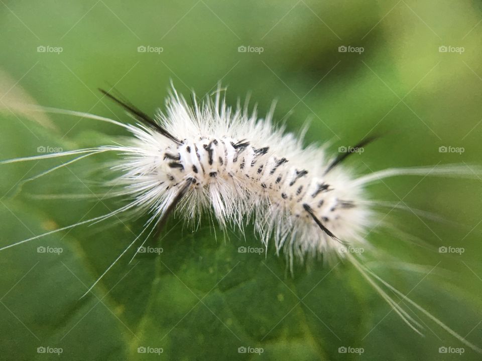 Caterpillar