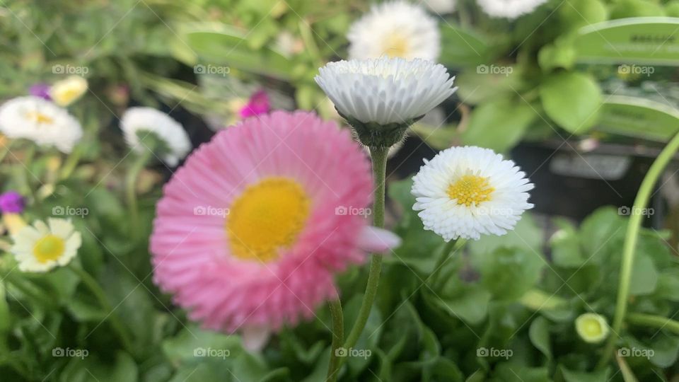Pink and white daisies with yellow centres against the greenery 
