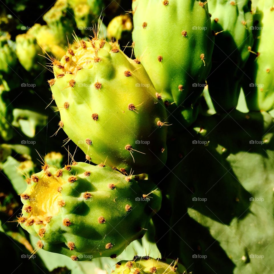 Cactus fruit (prickly pear)