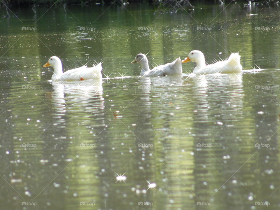 follow the leader. This is a picture of some geese that I saw while out walking 🚶 🏃 🔥 💨