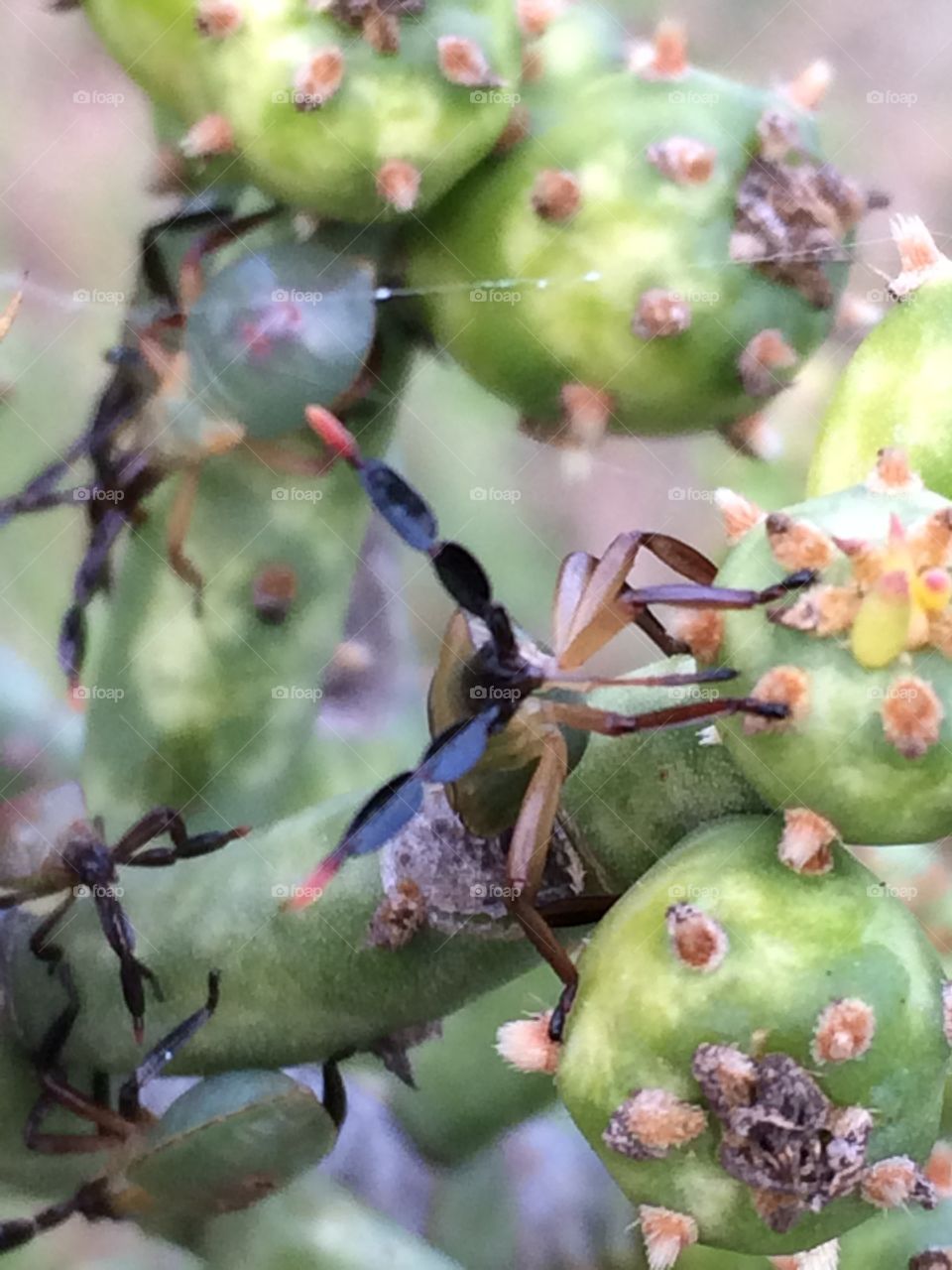 Getting Buggy. Bugs on cactus