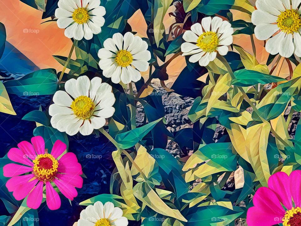 Home garden ornamental plants, white and pink - purple zinnia flowers, beautiful zinnia flowers can beautify house  yard and garden yard, zinnia flowers are usually planted in city parks, road medians, and pot on sidewalks