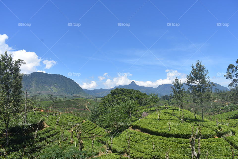 Distance view of a tea astate and a mountain range