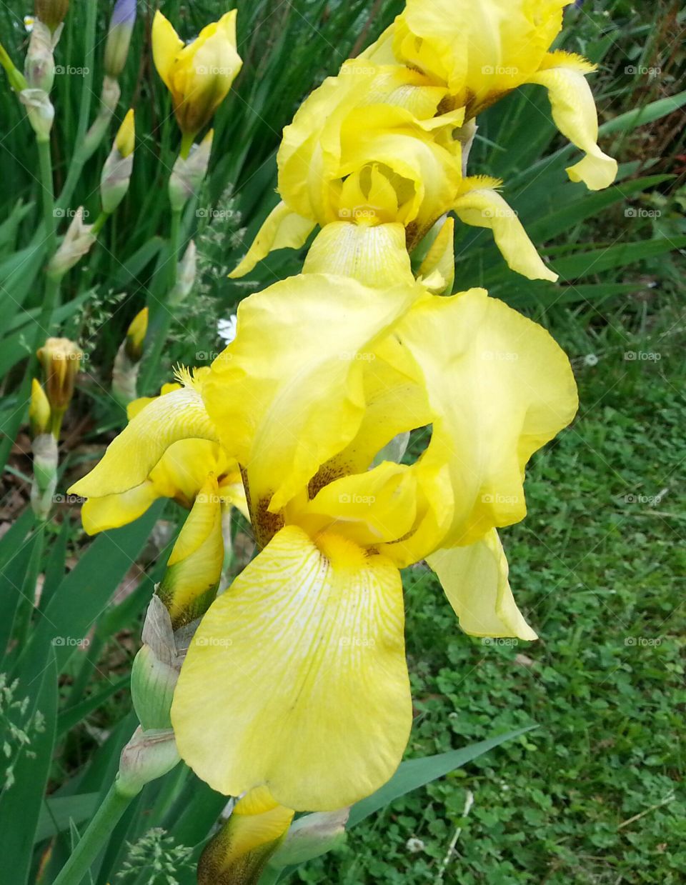 Yellow Irises. Beautiful yellow irises.