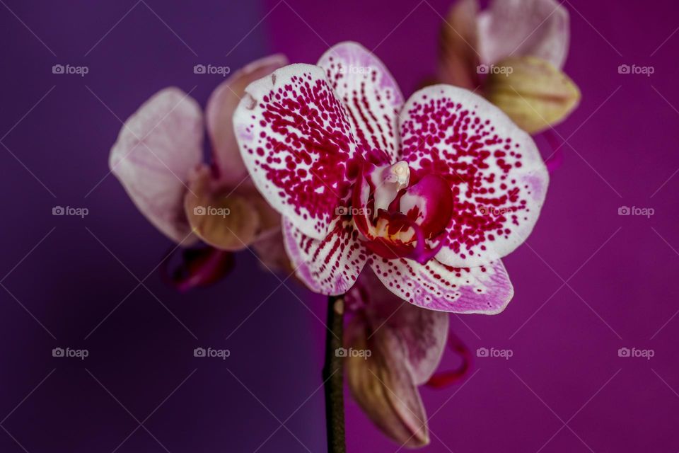 Beautiful orchids