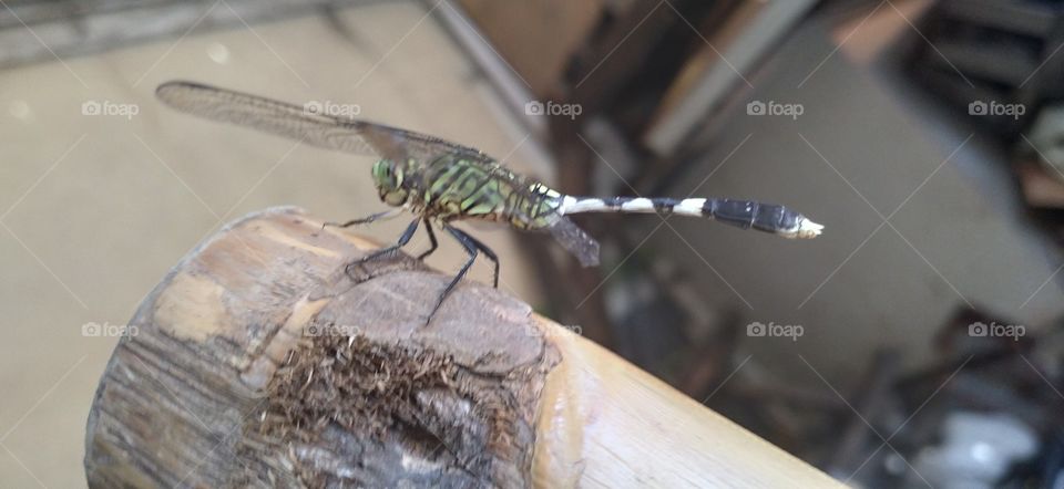 Dragonfly perched on a bamboo stick