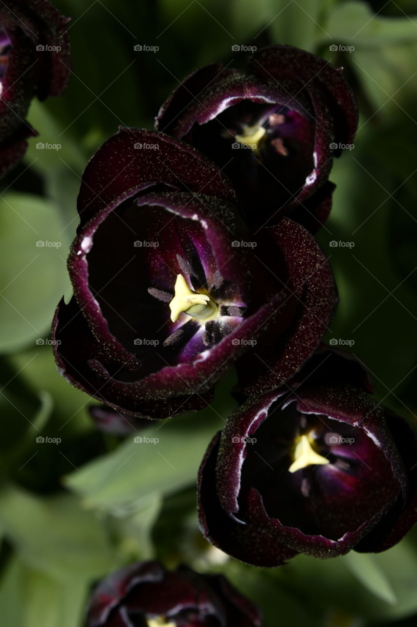 Jardín botánico, Madrid