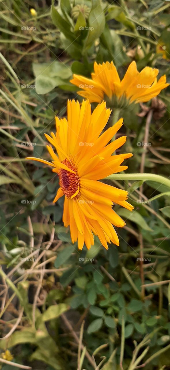Yellow calendula with darker inside