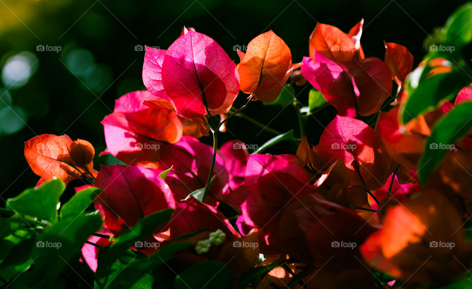 Bougainvillea rich colours