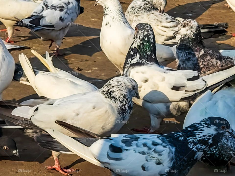 Group of different pigeons at one place having their lunch