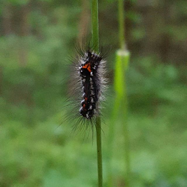 Butterfly caterpillar