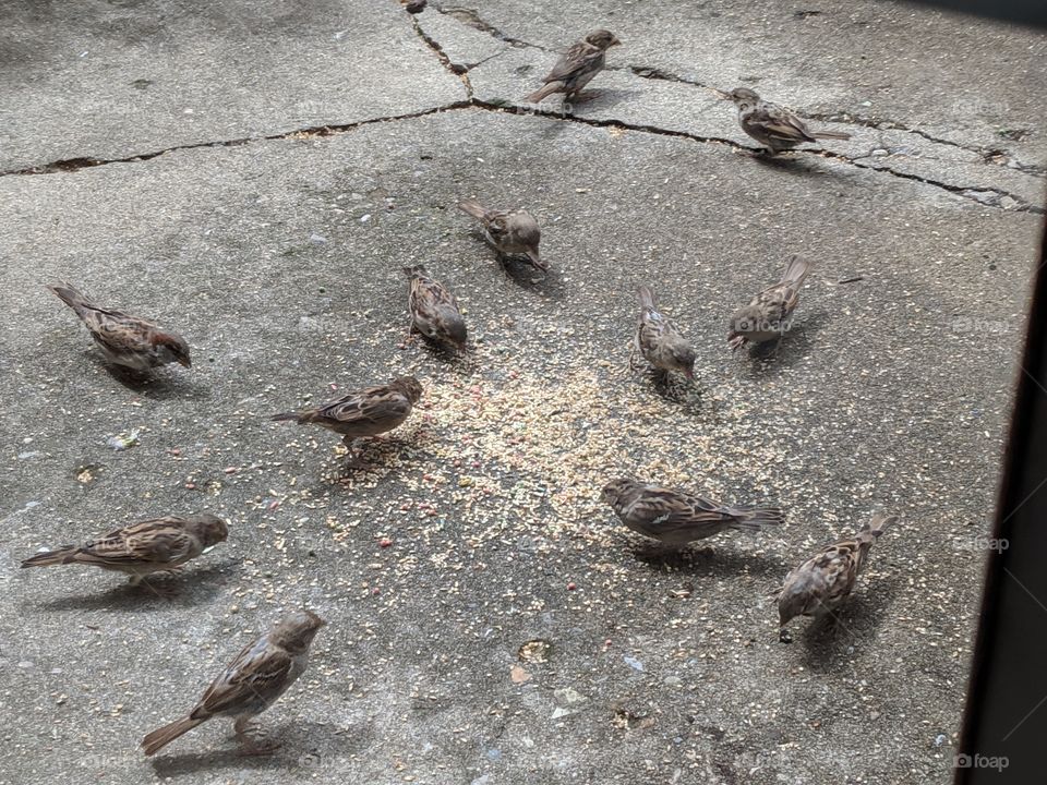 feeding wildlife