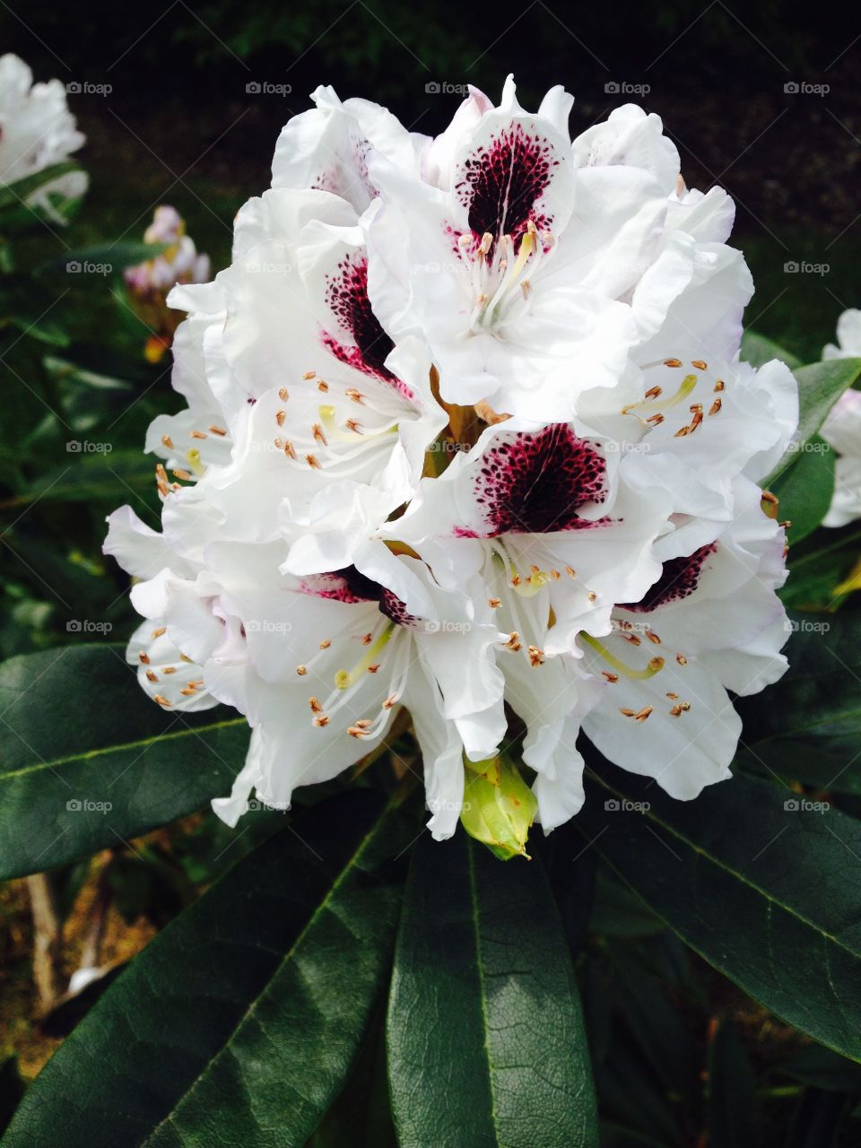 White Rhododendron. A white rhododendron with a purple center.