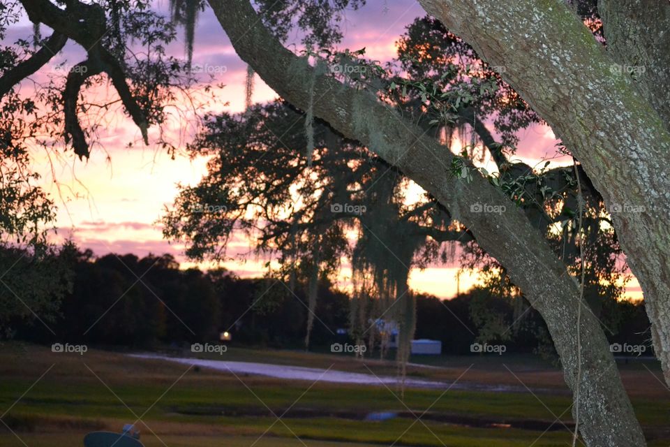 Tree, No Person, Landscape, Park, Outdoors