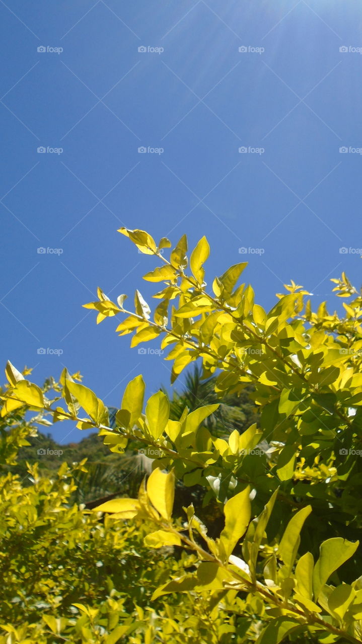 PLANT HOUSEPLANTS GARDEN ENVIRONMENT