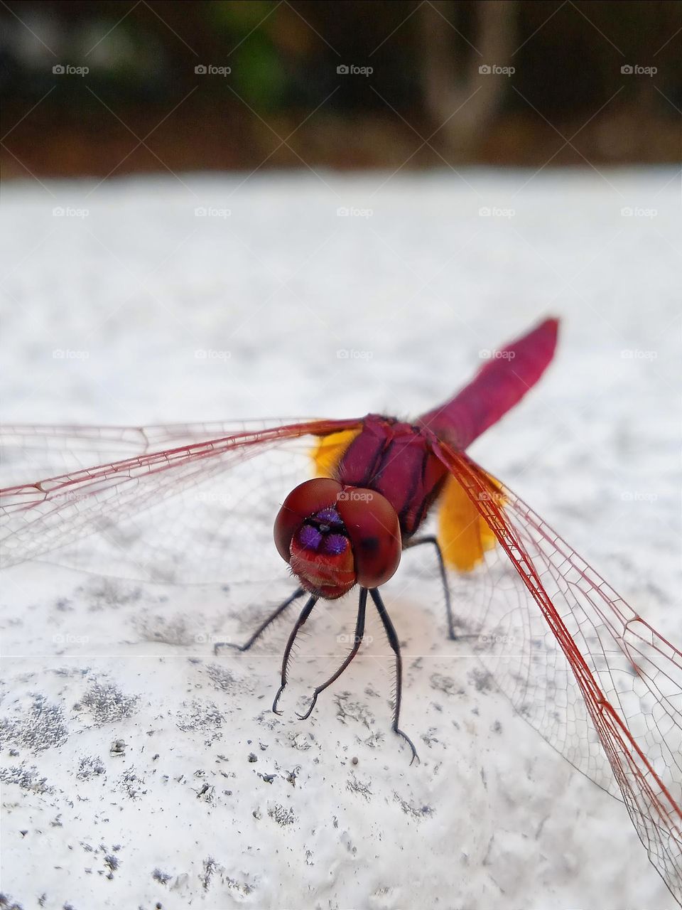 Red dragonfly.