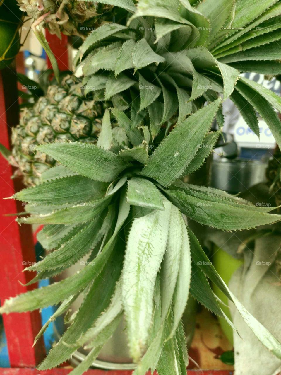 Pineapple