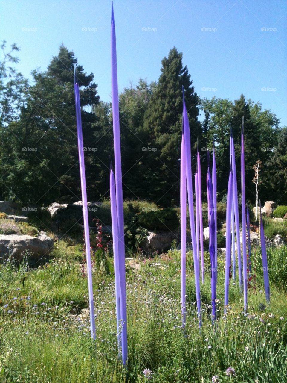 Chilhuly purple spears in field