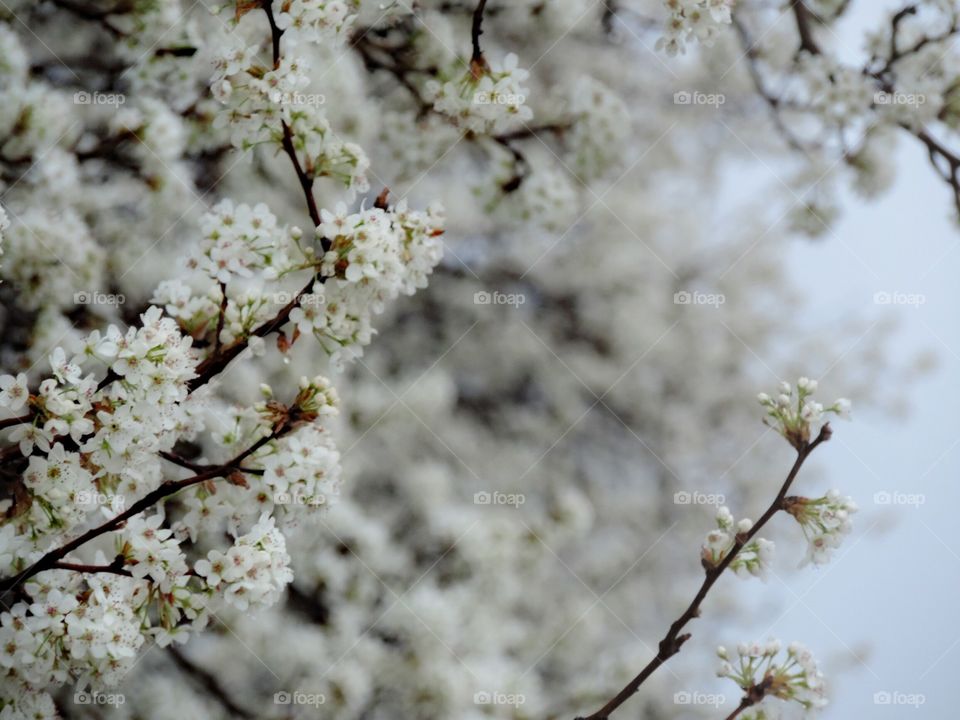 Forest of First Blooms. In Virginia, I came across the first flowers I've seen for the year.