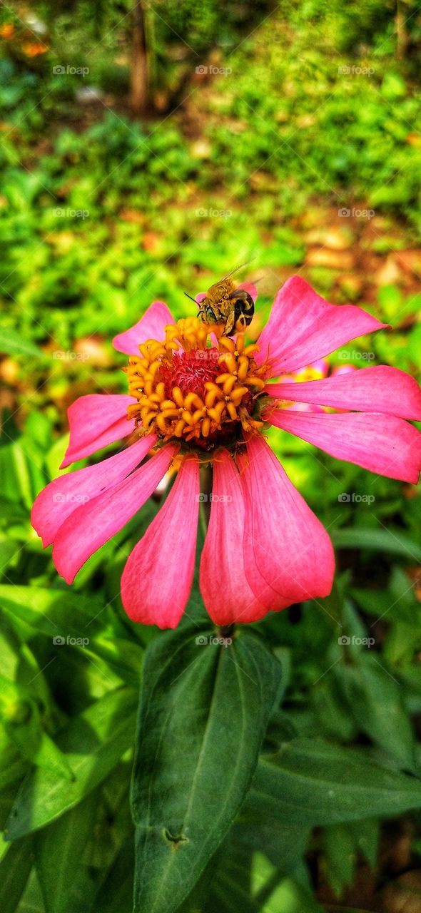 Honey bees suck nectar from zinnia flowers