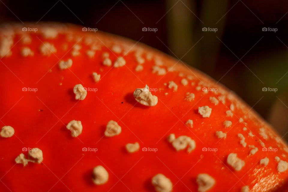 Red am Amanita mushrooms in autumn forest 