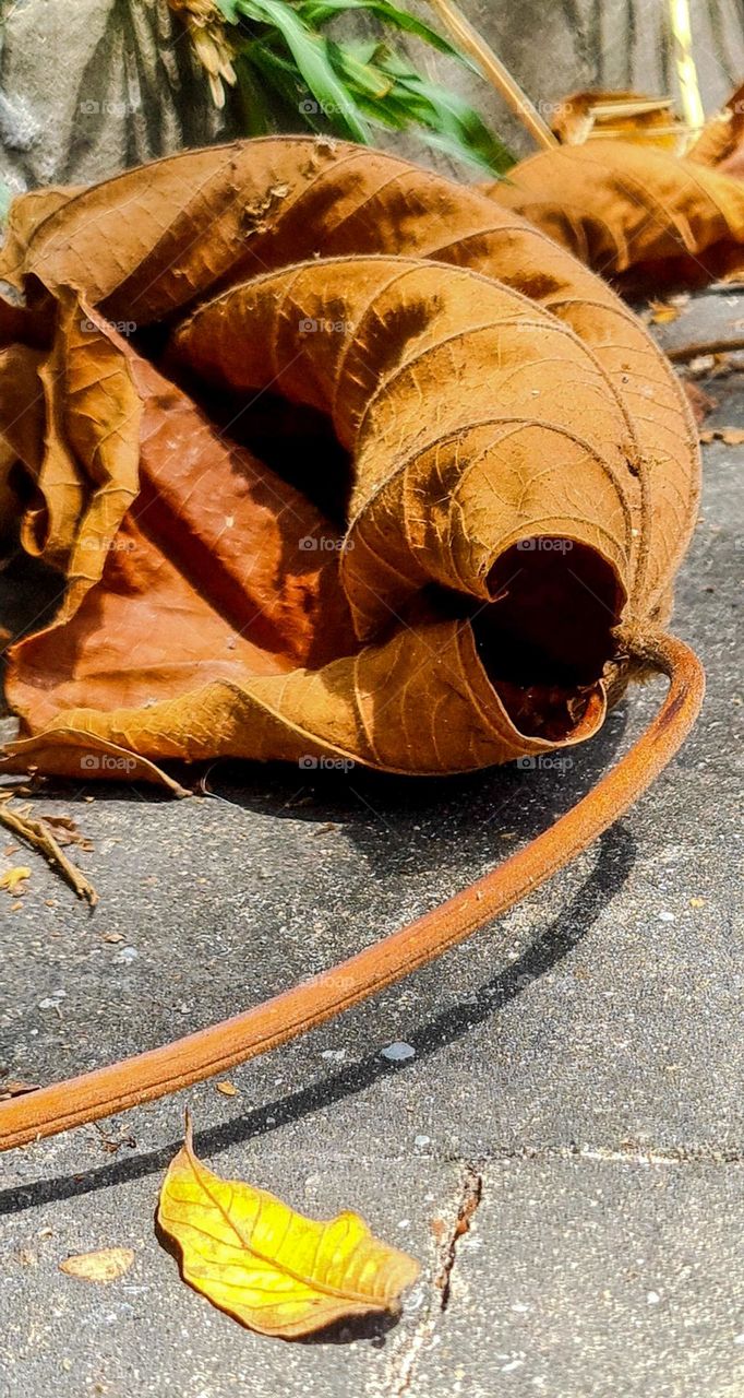 Wonders of Nature: Dry Leaf