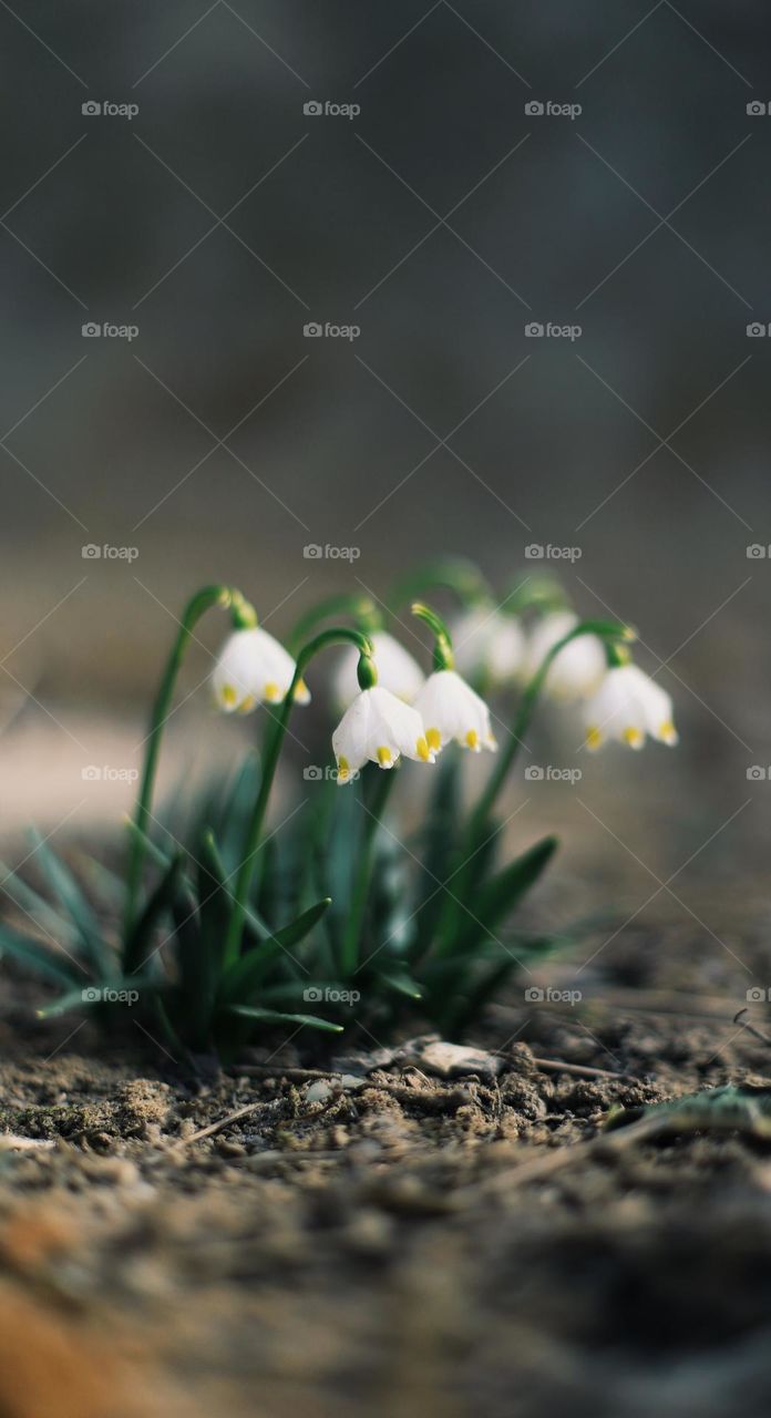 Spring is coming. So much green. Simplicity.