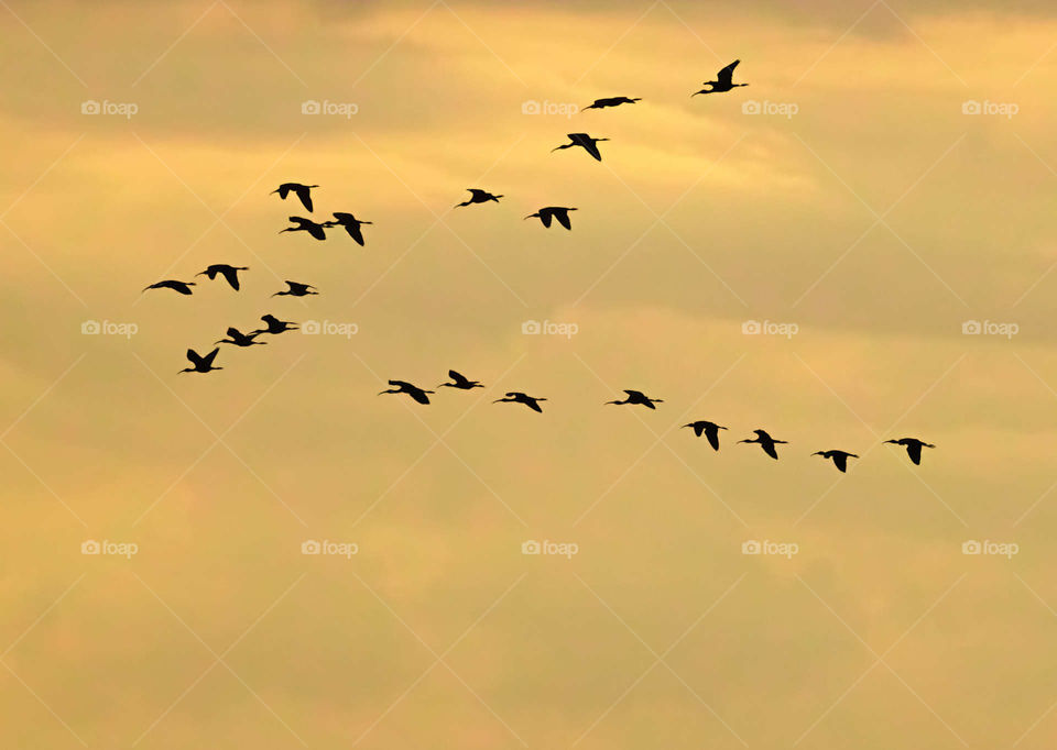 Flock of birds Returning to nesting ground