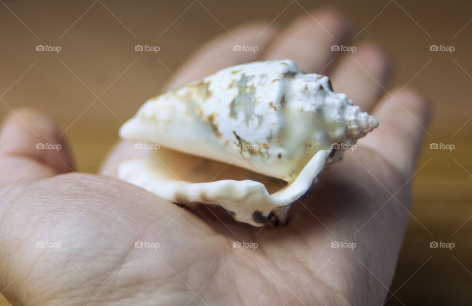 Close-up of hand holding conch shell