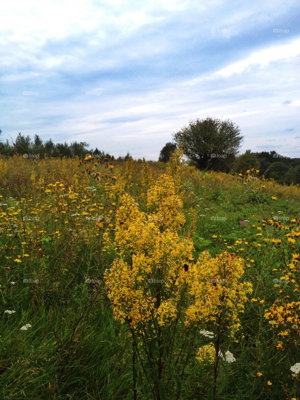 View of meadow