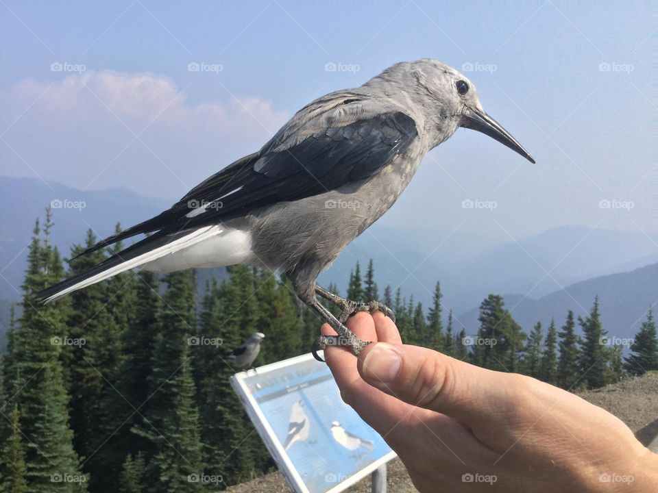A whiskey Jack in a person’s hand in the woods