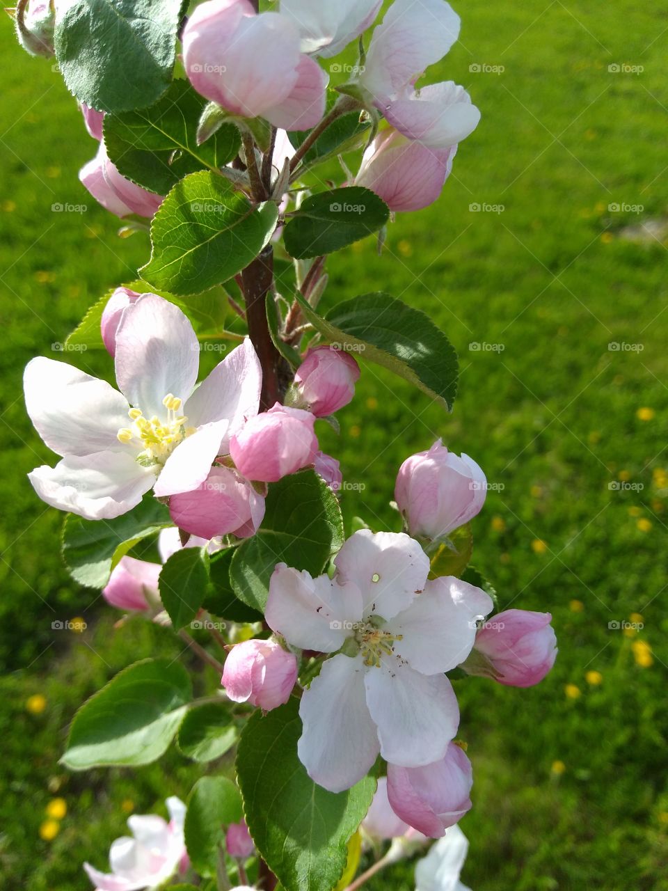 spring apple blooms