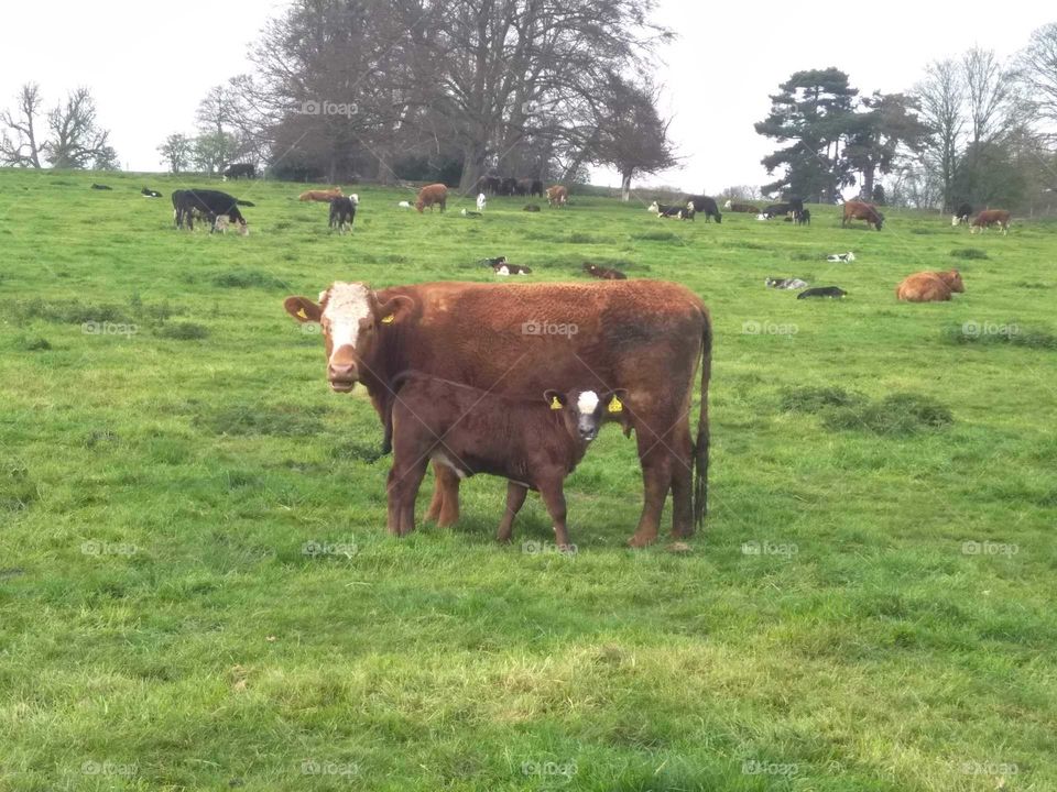 Mother and Child, Cow and Calf, Springtime in Hertfordshire