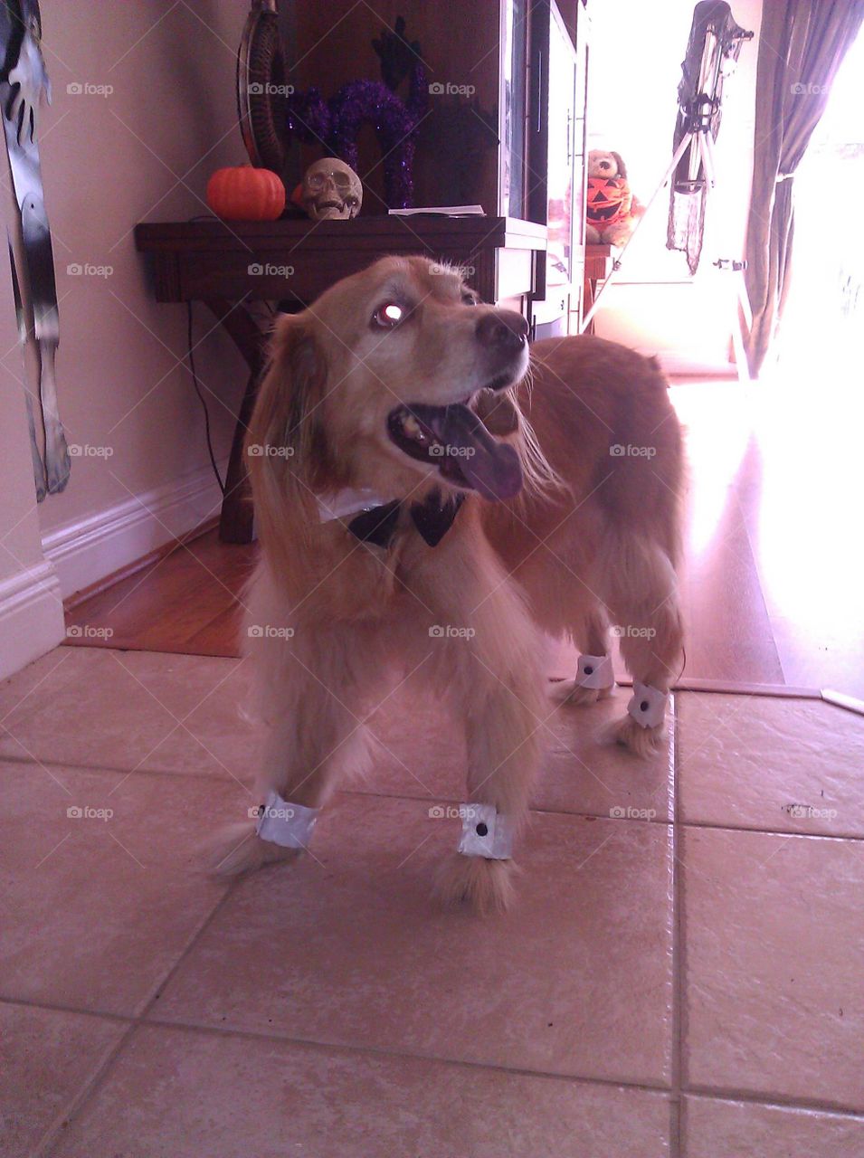 This is a shot of my dog on Halloween.  he's a golden retriever and cocker spaniel mix