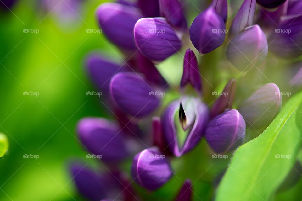 Closeup of purple lupine plant