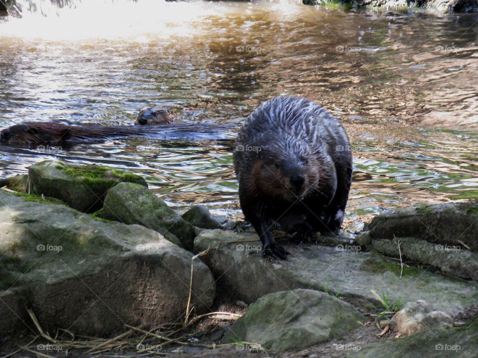 Nice Beaver