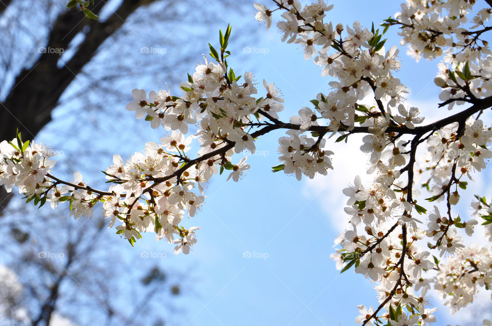 Blooming tree 