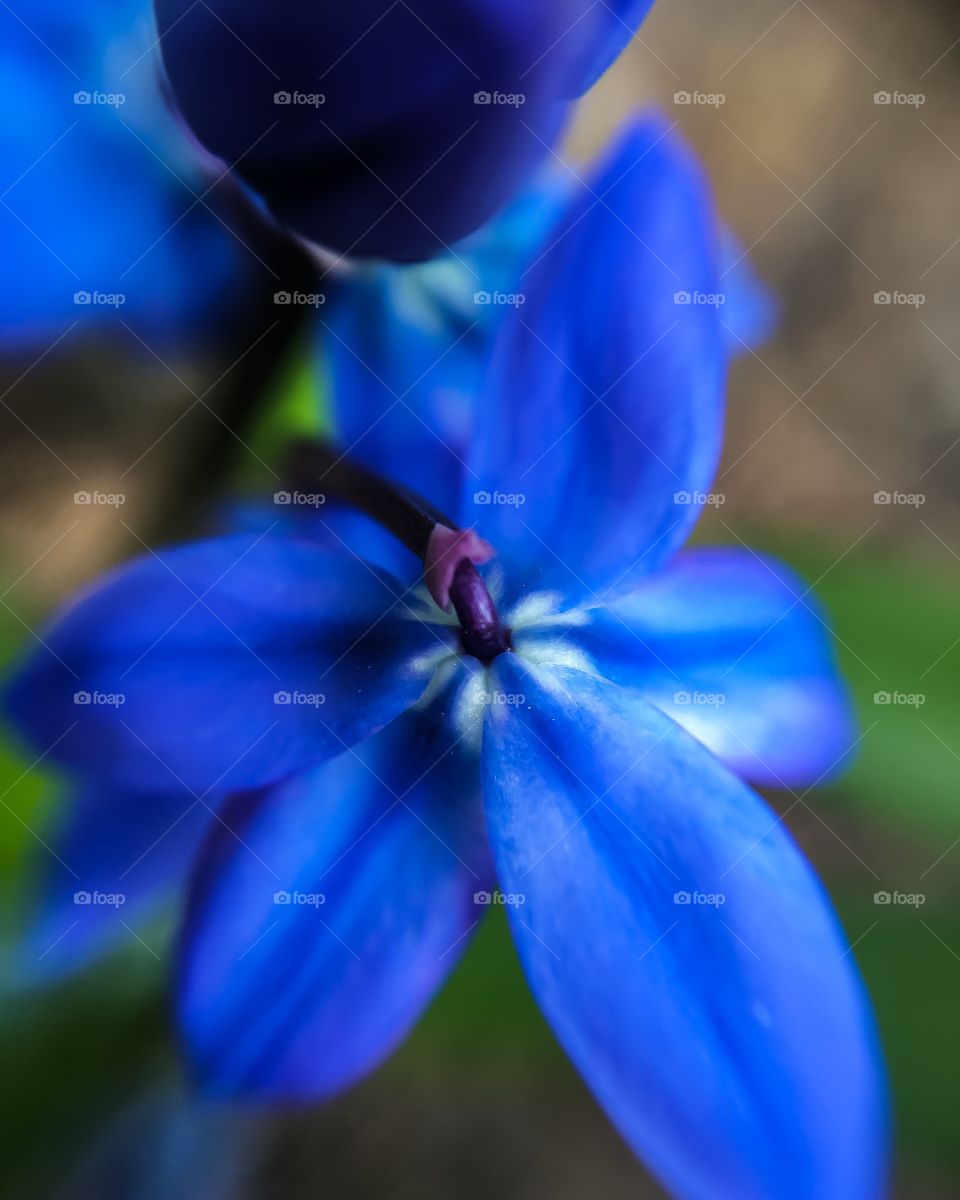 Blue flower