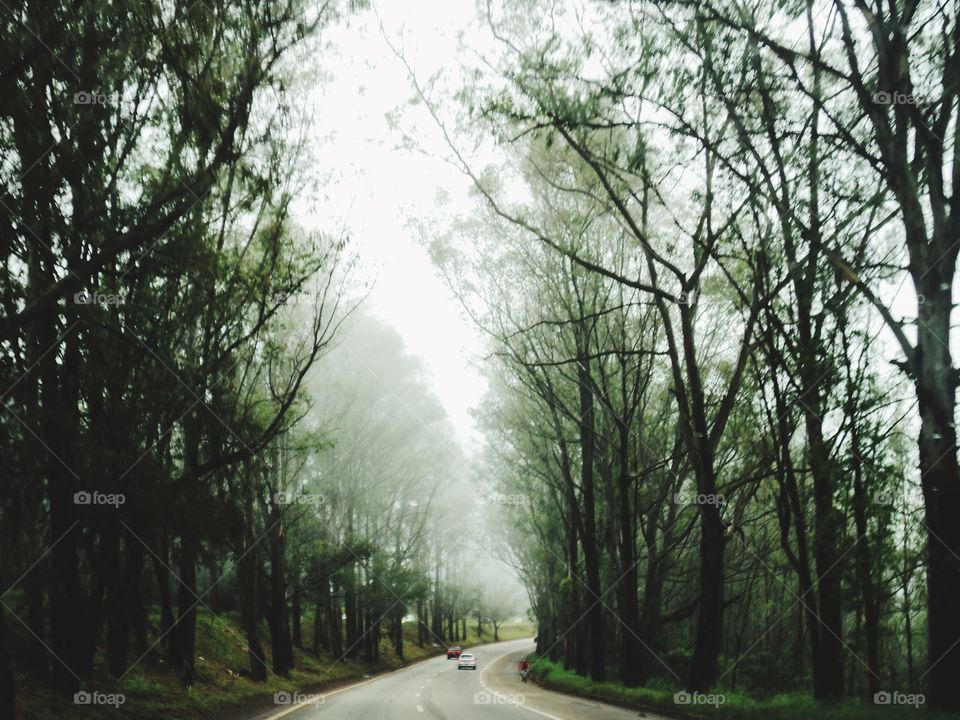 Foggy Road Through a Misty Forest