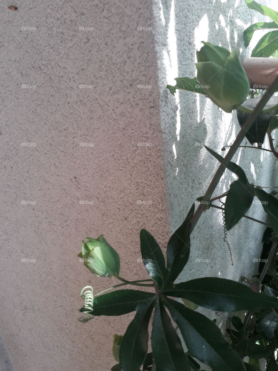 passiflora buds in sun and shade