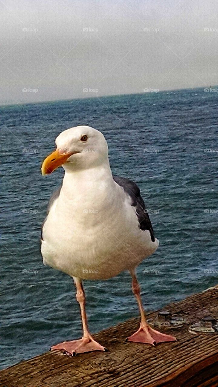 Local ambassador Seagull working Pier 39