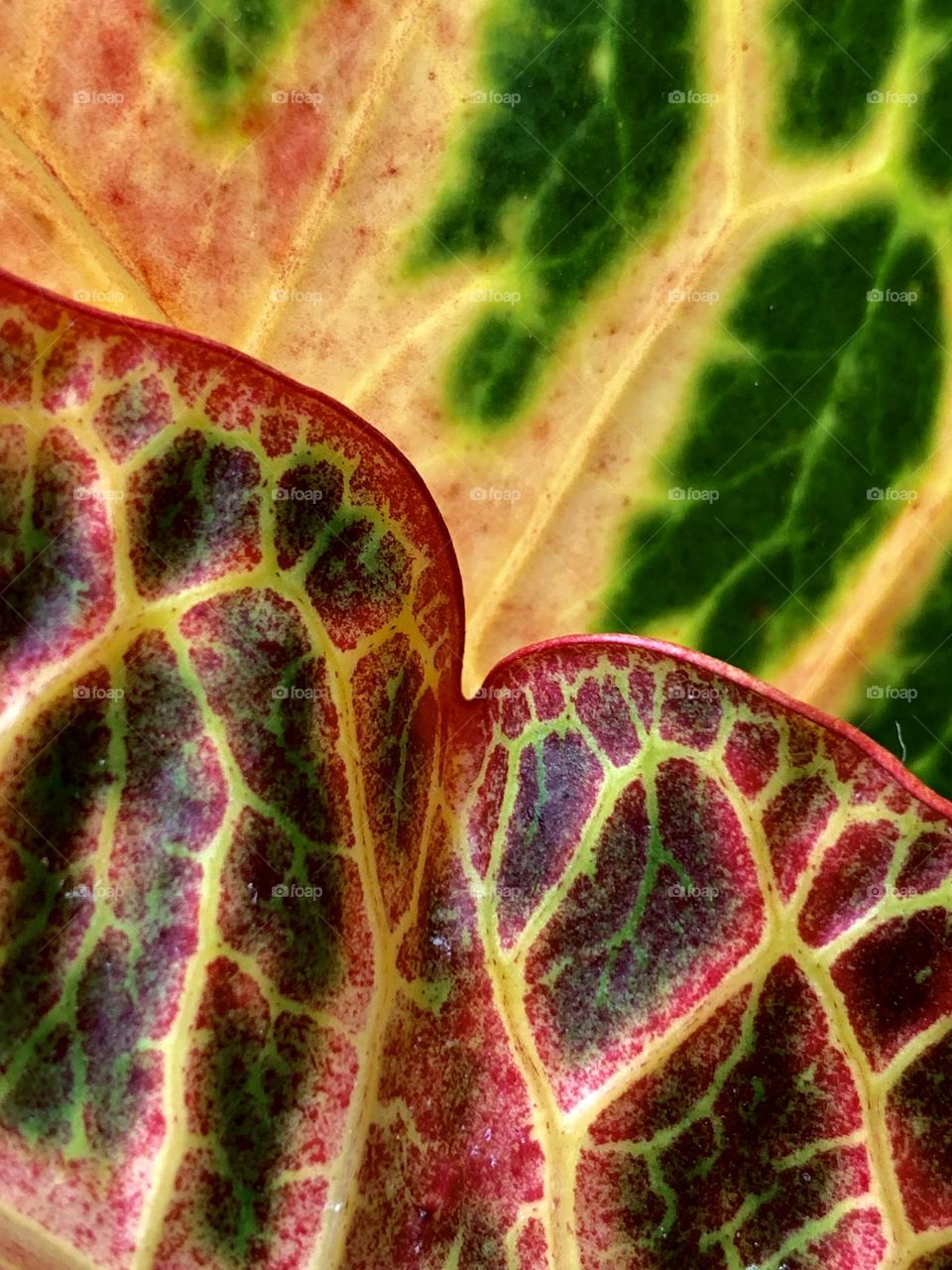 Leaves of Garden Croton